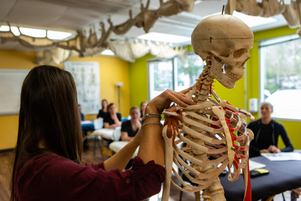 A close up view on the hands of a tutor giving an anatomy class, using a model skeleton showing the spine and neck, with blurry students in background